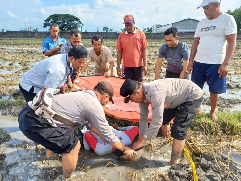 Petani Sragen meninggal dunia dalam posisi sujud di sawah.