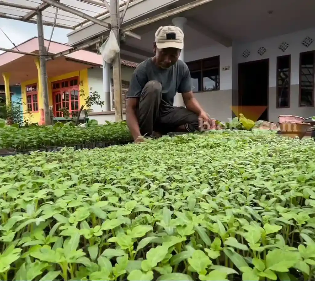 Penjual bibit sayuran dan buah sukses manfaatkan lahan pekarangan rumah hingga raup omset belasan juta per bulan (blok-a.com/ Putu Ayu Pratama S)