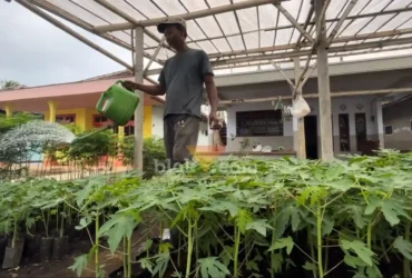 Penjual bibit tanaman sayuran dan buah sukses manfaatkan lahan pekarangan rumah hingga raup omset belasan juta per bulan (blok-a.com/ Putu Ayu Pratama S)