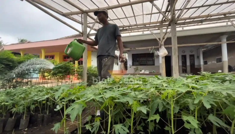Penjual bibit tanaman sayuran dan buah sukses manfaatkan lahan pekarangan rumah hingga raup omset belasan juta per bulan (blok-a.com/ Putu Ayu Pratama S)