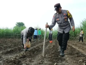 Penanaman bibit jagung dan cabai di lahan seluas 1.000 meter persegi di Kelurahan Arjowinangun, Kedungkandang, Kota Malang