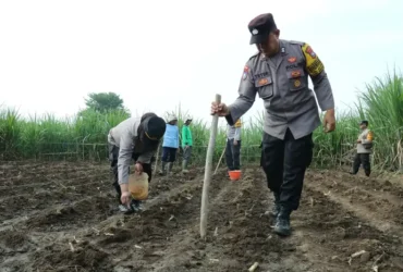 Penanaman bibit jagung dan cabai di lahan seluas 1.000 meter persegi di Kelurahan Arjowinangun, Kedungkandang, Kota Malang