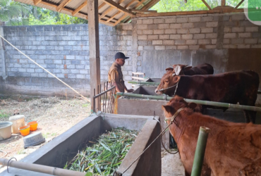 Program ketahanan pangan dijalankan di Pemerintah Desa Sumberagung, Kecamatan Sumbermanjing Wetan (dok. Kades Sumberagung)