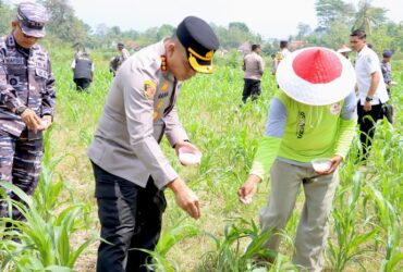 Polresta Banyuwangi merawat tanaman jagung di SMA Taruna Bhayangkara Banyuwangi, Rabu (20/11/2024).(blok-a.com/Kuryanto)