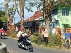 Dinas PU-CKPP Banyuwangi Bidang Penataan Ruang melakukan pemangkasan pohon di Jalan Hos Cokroaminoto, Banyuwangi, Selasa (12/11/2024). (blok-a.com/Kuryanto)