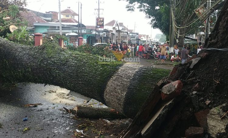 Pohon tumbang di Kelurahan Arjowinangun, Kota Malang, Sabtu (16/11/2024).