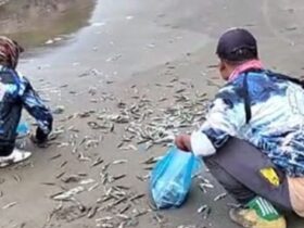 Puluhan warga saat berebut ikan lemuru yang terdampar di Pantai Rajekwesi, Kecamatan Pesanggaran, Selasa (5/11/2024).(blok-a.com/Kuryanto)