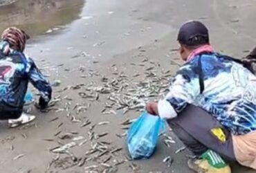 Puluhan warga saat berebut ikan lemuru yang terdampar di Pantai Rajekwesi, Kecamatan Pesanggaran, Selasa (5/11/2024).(blok-a.com/Kuryanto)