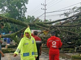 Salah satu titik pohon tumbang di wilayah Kabupaten Malang, Sabtu (16/11/2024).(blok-a.com/Agus)