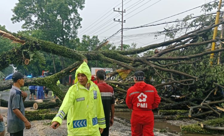 Salah satu titik pohon tumbang di wilayah Kabupaten Malang, Sabtu (16/11/2024).(blok-a.com/Agus)