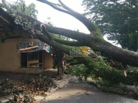 Pohon tumbang di Kelurahan Arjowinangun, Kota Malang, Sabtu (16/11/2024).