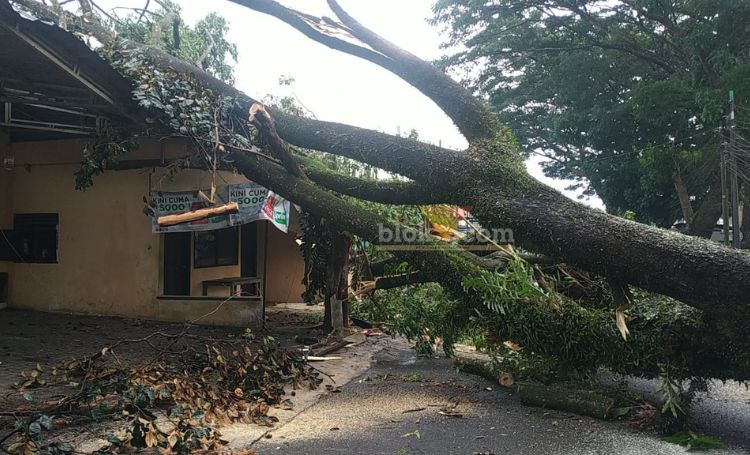 Pohon tumbang di Kelurahan Arjowinangun, Kota Malang, Sabtu (16/11/2024).