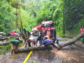 Pohon Tumbang Sempat Bikin Macet di Jalur Gumitir Banyuwan