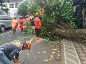 Pohon Waru Tumbang di Bandulan, Putus Kabel Internet