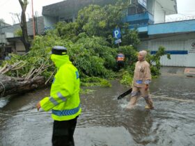 Caption: Personil Polresta Banyuwangi, bersama TNI, BPBD Banyuwangi, serta dinas terkait dan warga, berkolaborasi melakukan evakuasi pohon tumbang yang menutupi akses Jalan Raya, Minggu (22/12/2024)