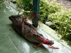 Buaya muara yang ditemukan di kawasan Sungai Rondoningo, Probolinggo, Jumat (28/12/2024).