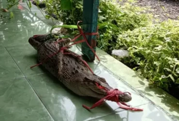 Buaya muara yang ditemukan di kawasan Sungai Rondoningo, Probolinggo, Jumat (28/12/2024).