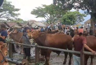 Kondisi Pasar Hewan Glenmore, Kecamatan Glenmore, jelang Nataru 2025, Jumat (13/12/2024). (blok-a.com/Kuryanto)