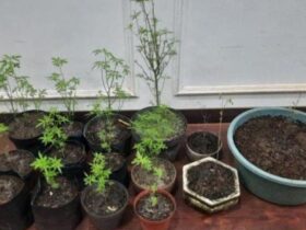 Barang bukti ganja yang ditemukan di belakang rumah lansia warga Kecamatan Wonosari, Kabupaten Malang.(dok. Humas Polres Malang)