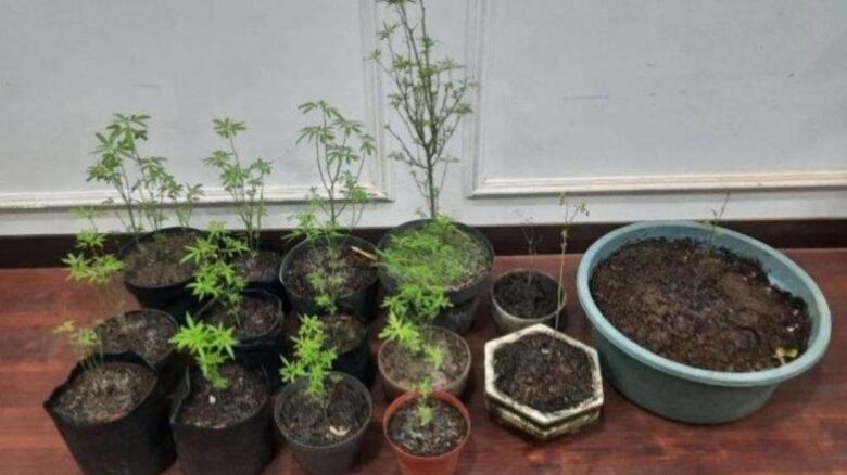 Barang bukti ganja yang ditemukan di belakang rumah lansia warga Kecamatan Wonosari, Kabupaten Malang.(dok. Humas Polres Malang)