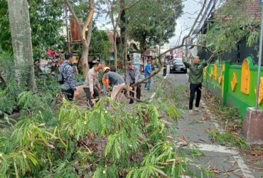 Pohon tumbang di Kelurahan Merjosari, Kecamatan Lowokwaru, Kota Malang, Kamis (30/1/2025) (dok. BPBD Kota Malang)