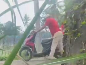 Petani di Malang Temukan Motor Diladang Tebu, Diduga Hasil Curanmor Malang, blok-a.com - Seorang petani bernama Sugiono menemukan sepeda motor Honda Beat warna merah dengan nomor polisi (nopol) N 5956 ECQ.di tengah ladang tebu saat beristirahat, Kamis (2/1/2024) kemarin. Lokasi penemuan sepeda motor Honda Beat di ladang tebu milik Srimah yang terletak di Desa Pringu, Kecamatan Bululawang, Kabupaten Malang, menjadi viral di media sosial. "Saat itu saya sedang istirahat usai menggarap sawah dan melihat ada motor yang tergeletak di tengah ladang tanaman tebu," ujar Sugiono. Selanjutnya motor hasil temuannya disampaikan ke warga sekitar untuk dievakuasi dan dibawa ke rumah perangkat desa setempat. Kapolsek Bululawang Kompol Ainun Djariyah saat dikonfirmasi awak media mengatakan, piket Polsek Bululawang mendapatkan laporan kalau ada seorang petani yang menemukan motor Honda Beat tak bertuan di area ladang tebu. "Mendapatkan laporan dari warga dan berdasarkan video yang beredar di Medsos, anggota kami langsung mendatangi lokasi," ujar Ainun, Jumat (3/1/2025). Selanjutnya, perangkat desa mengumumkan kepada warganya apabila ada yang kehilangan motor. Jika ada yang merasa memiliki, warga wajib membawa kunci kontak serta dokumen kendaraan berupa STNK dan BPKB. "Ternyata motor Honda Beat itu milik Alfian Hariyadi warga Desa Pringu, Kecamatan Bululawang, Kabupaten Malang. Setelah pemilikmya datang ke rumah perangkat desa sambil membawa kunci kontak serta dokumen kendaraan aslinya," terangnya. Dari keterangan pemilik, motor tersebut sebelumnya hilang saat di parkir di garasi. Namun, dirinya tidak mengetahui kapan motor tersebut mulai hilang. "Yang bersangkutan (pemilik kendaraan) tidak melaporkan ke Polsek (Bululawang). Namun sudah kami telusuri, dan (motor) sudah kembali ke pemiliknya," ujar Ainun. Ainun menyebut, berdasarkan hasil pendalaman sementara, motor tersebut memang sempat hilang dari garasi pemilik kendaraan. Namun, hingga saat ini polisi masih mendalami terkait adanya dugaan pencurian kendaraan bermotor (curanmor). "Kami akan dalami dan telusuri terkait adanya dugaan pencurian kendaraan bermotor (curanmor), mohon waktu," pungkasnya. (ags/bob)