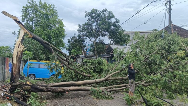 Pohon Tumbang malang