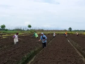 Para petani Desa Asembakor masih menggunakan alat tradisional.