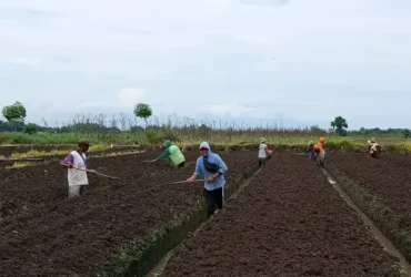 Para petani Desa Asembakor masih menggunakan alat tradisional.