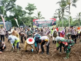 Kapolresta Banyuwangi bersama Bupati Banyuwangi melakukan penanaman jagung di lahan seluas 8 hektare yang berada di bawah naungan perkebunan Kendeng Lembu, Kecamatan Glenmore, Selasa (21/1/2025).(blok-a.com/Kuryanto)