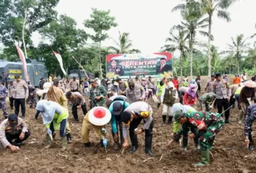 Kapolresta Banyuwangi bersama Bupati Banyuwangi melakukan penanaman jagung di lahan seluas 8 hektare yang berada di bawah naungan perkebunan Kendeng Lembu, Kecamatan Glenmore, Selasa (21/1/2025).(blok-a.com/Kuryanto)