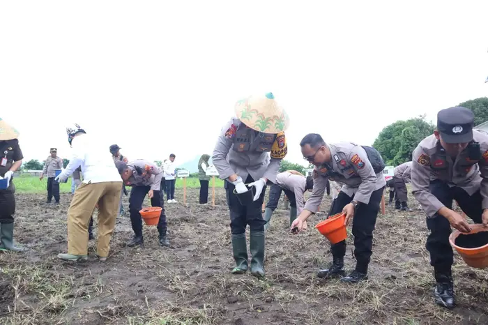 Penanaman jagung serentak di UPT Kebun Benih Gelung Pantai Pathek, Desa Gelung, Kecamatan Panarukan, Situbondo.