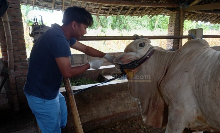 Petugas saat memeriksa sapi untuk diberikan vaksin dan vitamin.(blok-a.com/Syahrul Wijaya)