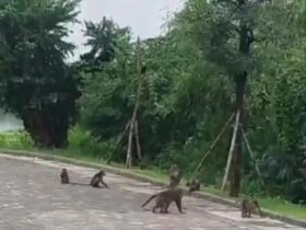 Kawanan monyet muncul untuk mencari makanan dan mengelilingi bangunan serta masjid yang ada di kawasan KEK JIIPE, Manyar, Gresik.(Istimewa)
