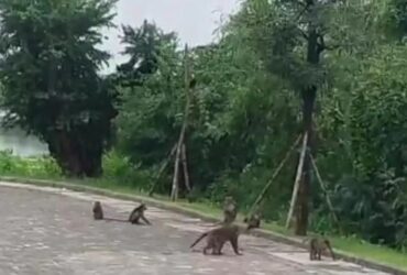 Kawanan monyet muncul untuk mencari makanan dan mengelilingi bangunan serta masjid yang ada di kawasan KEK JIIPE, Manyar, Gresik.(Istimewa)