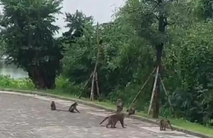 Kawanan monyet muncul untuk mencari makanan dan mengelilingi bangunan serta masjid yang ada di kawasan KEK JIIPE, Manyar, Gresik.(Istimewa)