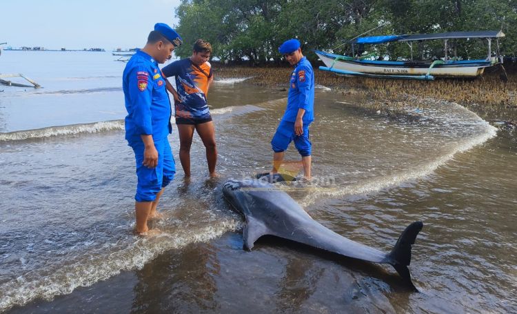 Lumba-luma yang ditemukan di pantai wisata kampung kerapu, Kendit, Situbondo, Kamis (9/1/2025).