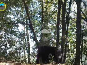 Macan Tutul Tertangkap Kamera di Kawasan Taman Nasional Gunung Bromo Tengger Semeru, Ternyata Jumlahnya Ada Puluhan