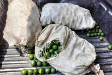 Barang bukti jeruk curian yang diamankan di Polsek Gambiran, Rabu (8/1/2025).(blok-a.com/Kuryanto)