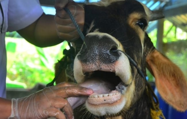 Ilustrasi dokter hewan memeriksa kesehatan mulut hewan ternak sapi.