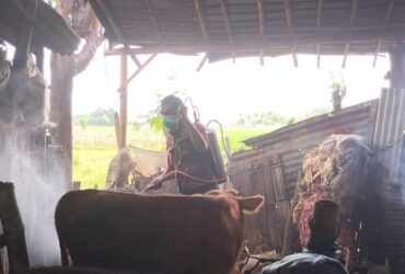 Penyemprotan disinfektan untuk pencegahan PMK di peternakan Situbondo.