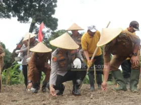 Kapolres Mojokerto AKBP Ihram Kustarto saat melaksanakan penanaman jagung serentak 1 juta hektar di Pacet.(Blok-a.com/Syahrul Wijaya)