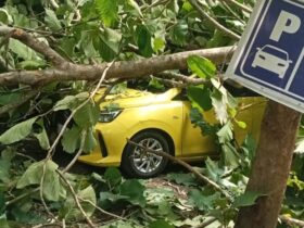 Caption : Akibat angin kencang, pohon tumbang di destinasi wisata De Djawatan, Kecamatan Cluring, menimpa mobil salah satu wisatawan, Sabtu (1/2/2025)(blok-a.com/Kuryanto)