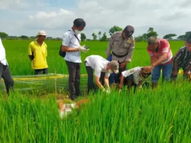 Lokasi penemuan mayat di Dusun Wonosari, Desa Jogodalu, Kecamatan Benjeng, Kabupaten Gresik diberi garis polisi oleh petugas.(Istimewa)