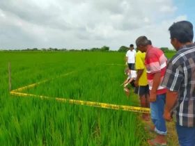 Lokasi penemuan mayat di Dusun Wonosari, Desa Jogodalu, Kecamatan Benjeng, Kabupaten Gresik diberi garis polisi oleh petugas.(Istimewa)