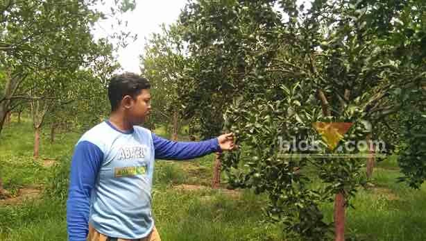 Petani, Hugo sedang menunjukkan jeruk madu yang ditanamnya di kebun di Kecamatan Dau, Kabupaten Malang (dok. Mahasiswa Magang Unitri, Akroman)