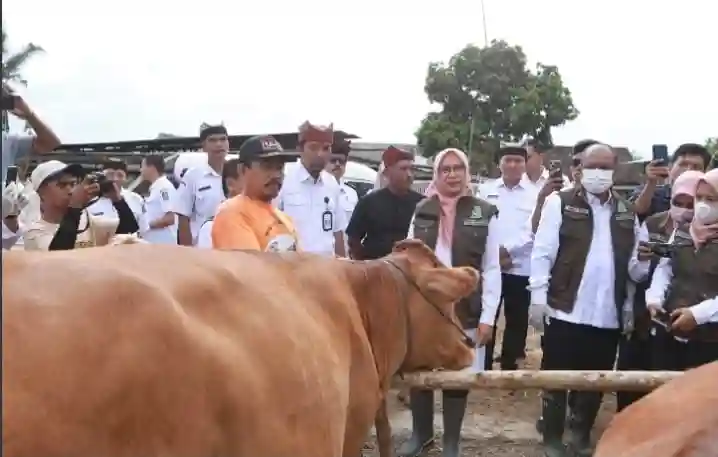 Caption : Bupati Banyuwangi Ipuk Fiestiandani, saat meninjau pelaksanaan vaksinasi PMK di salah satu peternakan milik warga, di Lingkungan Secang, Kelurahan/Kecamatan Kalipuro, Rabu (12/2/2025)(blok-a.com/Istimewa).