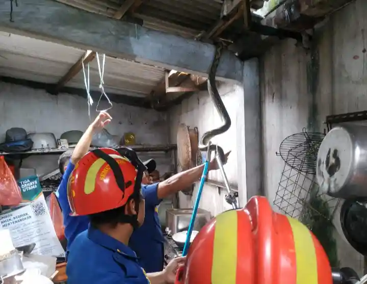 Evakuasi ular piton oleh Damkar Kota Malang (dok. UPT Damkar Kota Malang)