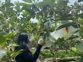 Nyobain Wisata Petik Buah Jambu di Kota Batu, Langsung di Kebunnya