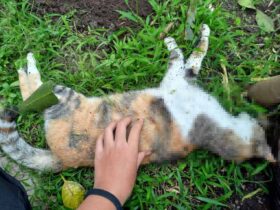Puluhan kucing ditemukan mati secara massal di kawasan Kelurahan Jatimulyo, Kota Malang. (dok. Ruri)